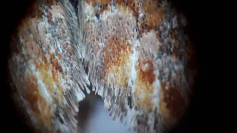Cairngorms Connect Moth wing under microscope
