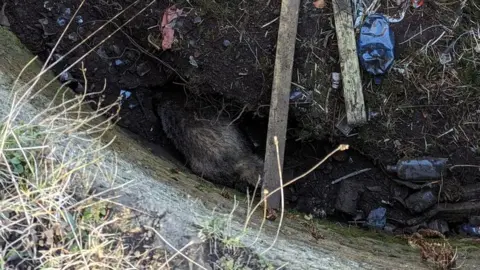 RSPCA Looking down on badger as it tries to dig a tunnel