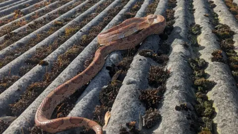 RSPCA Agnus the corn snake found on the roof