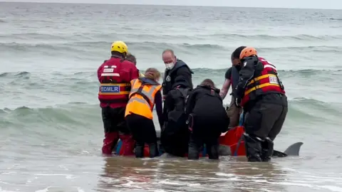 Dolphin returned to sea
