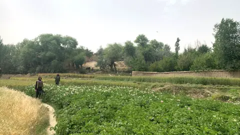 BBC Taliban guards keep watch in a field of crops in Andarab province