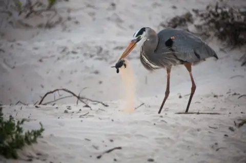 Ivan Dario Vasquezala/ GCT A great blue heron catching a sea turtle hatchling