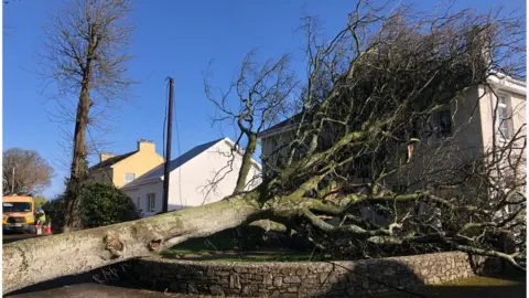 ESB Networks Tree falls near house in Republic of Ireland during Storm Eunice