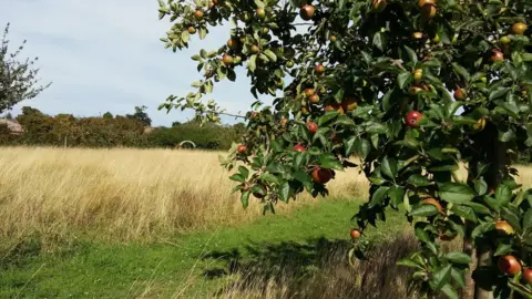 Margaret Gibson Stoke Red cider apple tree