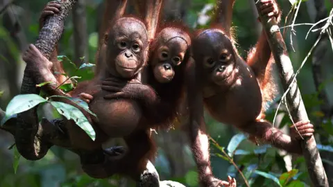 AFP/Getty Images Orphaned baby orangutans