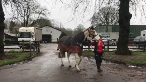 A horse being led to safety