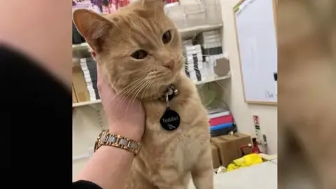 Robyn Waring Teddie the cat