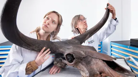 Two female scientists looking at a large animal skull with horns 