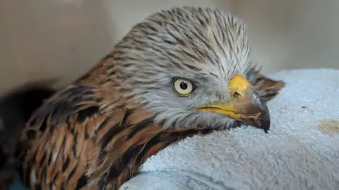 Craven Wildlife Rescue Close-up of a red kite bird resting on a folded towel, showing its sharp beak, pale eyes, and patterned brown feathers.