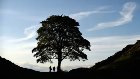 NAtional Trust / John Millar Sycamore Gap