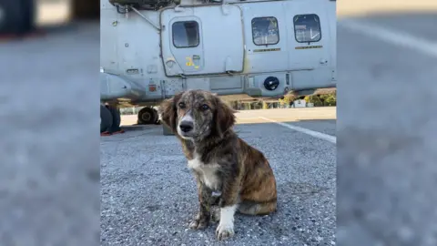 Royal Navy KT the dog in front of a navy helicopter