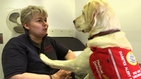 Runaway New Zealand Sniffer Dog Shot At Auckland Airport - BBC News