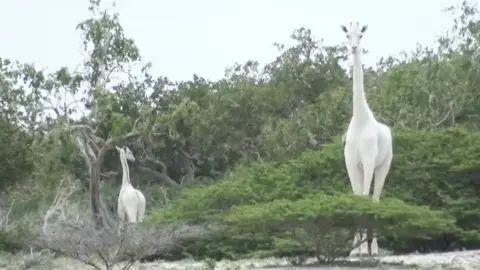World's only known white giraffe fitted with tracker to deter poachers