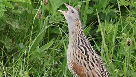 Corncrake