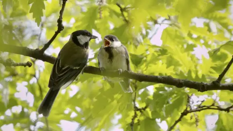 Jonathan Clark/Getty Images Low angle view of birds perching on tree in Belfast (stock photo)