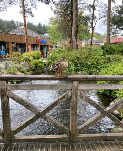 David Tomlinson Photo of Center Parcs in Nottinghamshire