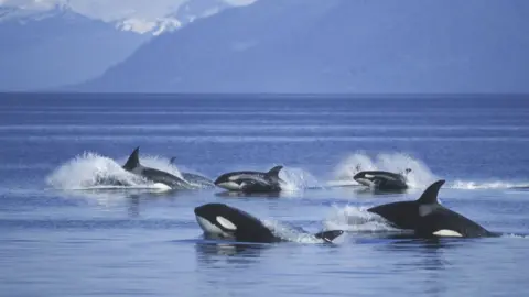 Whale menopause linked to longer lifespan