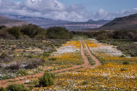 Tommy Trenchard Flowers in the desert