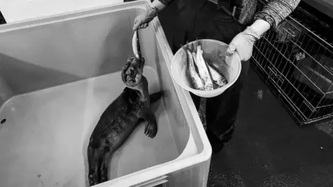 Tynemouth Seal Hospital Barnabus being fed in August