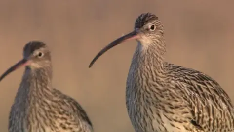 RSPB Cymru Curlew