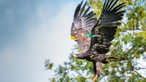 Cathal Mullane The project aims to have white-tailed eagles spread out across Ireland