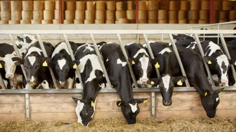 Cows eating hay in a barn. They are black and white. Some of them are looking at the camera.