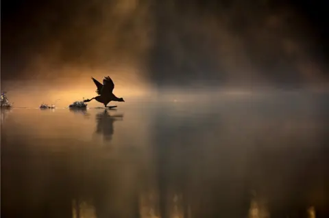 Max Wood / British Wildlife Photo Awards A coot running across a misty lake
