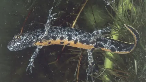 Getty Images Great crested newt