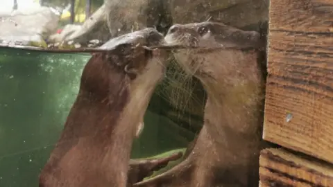 Sea Life Weymouth Otters