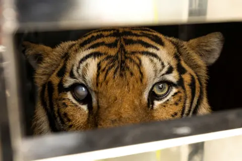 Jorge Silva / Reuters A 19-year-old partially blind tiger named Rambo looks on from inside a cage on a truck, after being rescued by a team of veterinarians and Wildlife Friends Foundation staff from a bankrupted Phuket Zoo in Thailand on 7 June 2022
