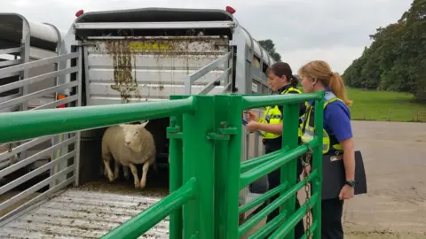 Cumbria Constabulary Cumbria police officers inspecting sheep in trailer