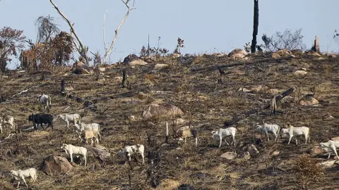 Getty Images Cattle grazing, Brazil