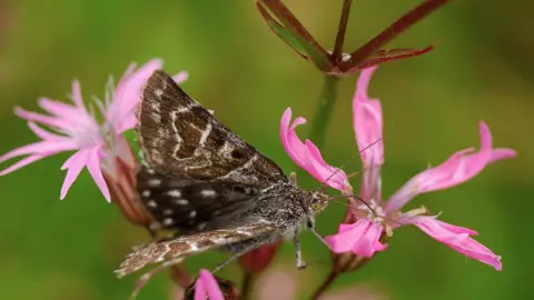 Getty Images Moth on a leaf