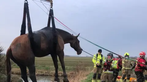 Essex County Fire and Rescue Service Horse being removed from a ditch using lifting gear