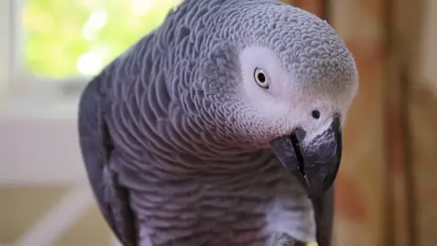 African grey parrot generic image