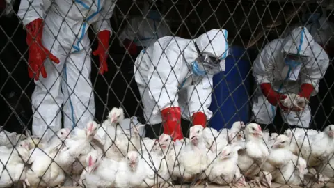 EPA State agents in protective gear from the Ministry of Animal Resources collect poultry for slaughter after the detection of avian influenza declared in the city of Bassam, Ivory Coast, on 20 August 2021