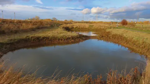 Martin Hammond The pool in which the rare bearded stonewort was found