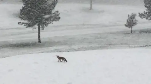 Joanne Daly Fox at Dunmurry Golf Club