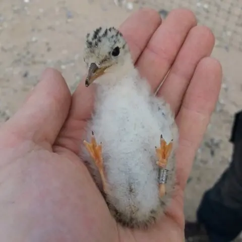 North Wales Little Tern Group Little tern chick being ringed by hand in 2017