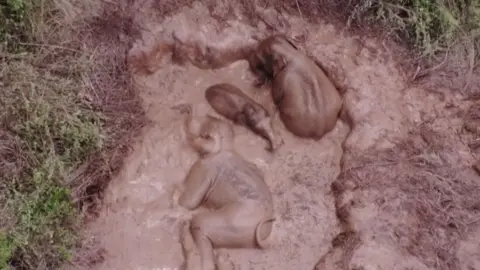 CCTV Wild elephants having mudbath