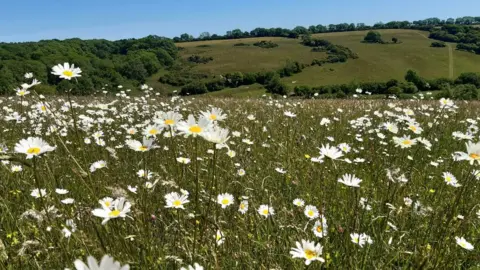 Daisies at Kingcombe