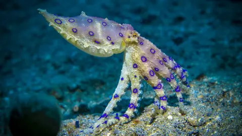 Getty Images Octopus