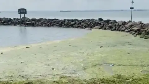 LDRS A view of the Three Shells Beach Lagoon covered in a thick green algae. The majority of the surface is covered while some clearer water can be seen.