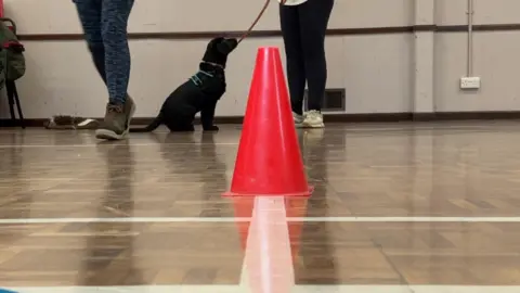 A hall with a laminated wooden floor and white lines painted on it. A small plastic cone is in the middle of the room. At the far side of the room a black dog on its lead looks up at its owner with someone else stood to its left. 