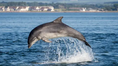 Getty Images Dolphin