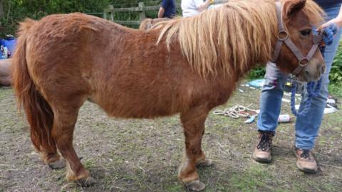 Picture of one of the neglected Shetland ponies