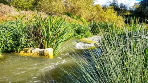 Lisa Lane The new Thames channel at Chimney Meadows Nature Reserve