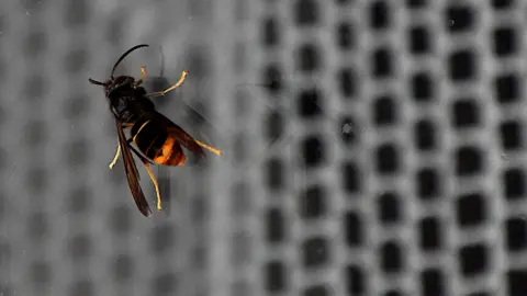 Getty Asian hornet on a window pane