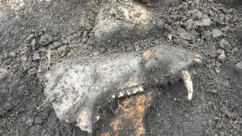 Northern Picts Pig's jaw