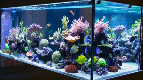Getty Images A stock fish tank pic